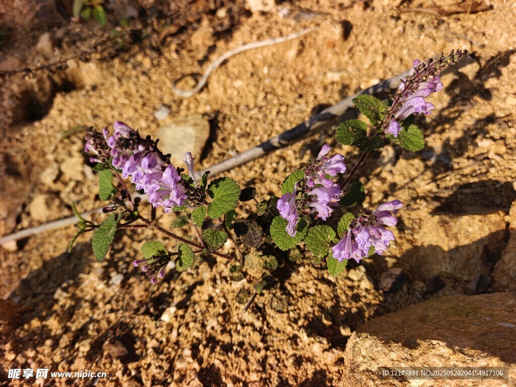 岩石间绽放的紫色小花