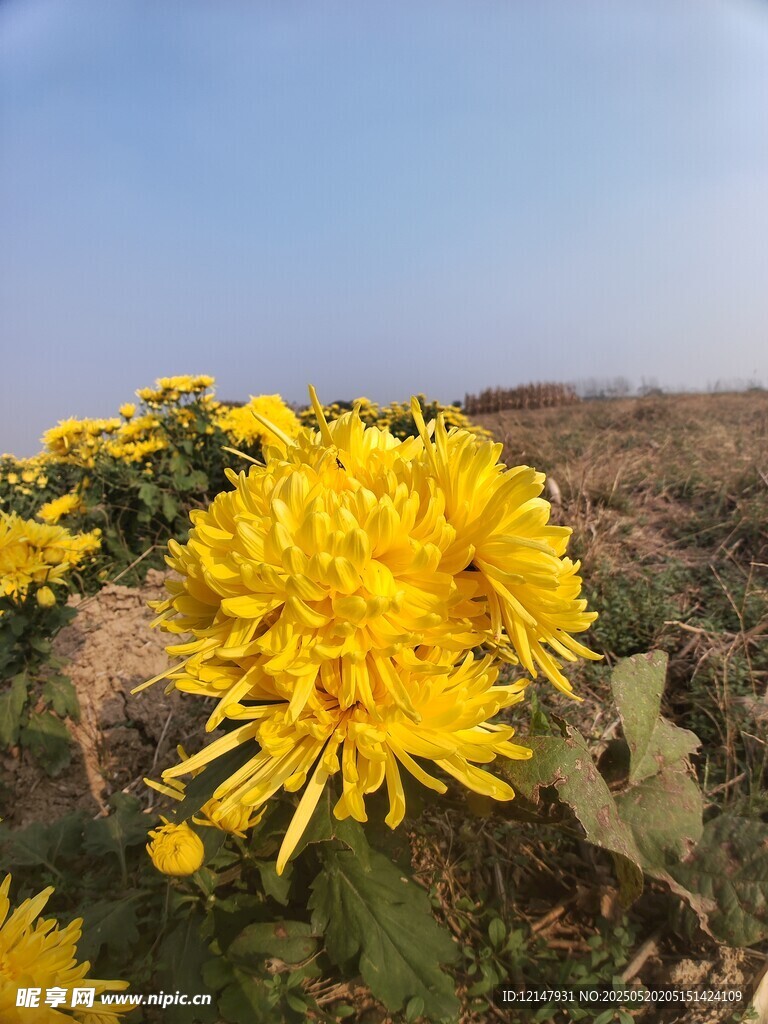 田野中的灿烂黄色菊花