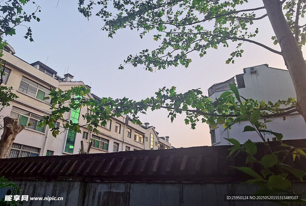 屋顶绿植与背景建筑景观