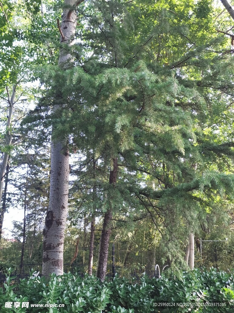 茂密森林中的高大树木