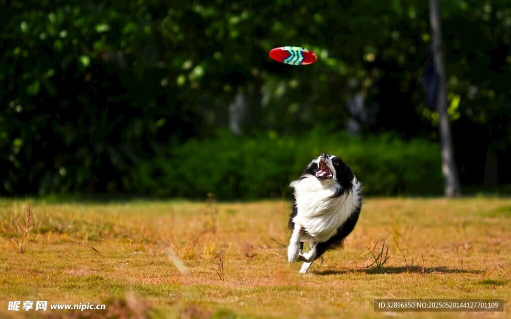 小狗草地欢快追飞盘