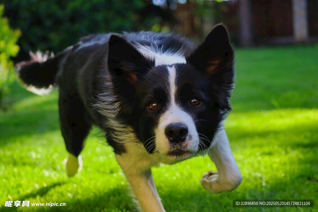 奔跑的边牧犬