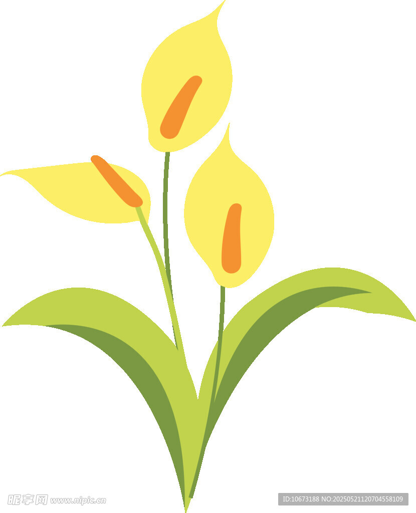 三朵黄色马蹄莲插画