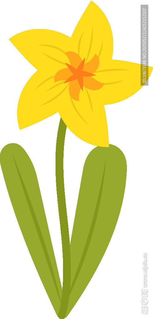 黄色水仙花插画