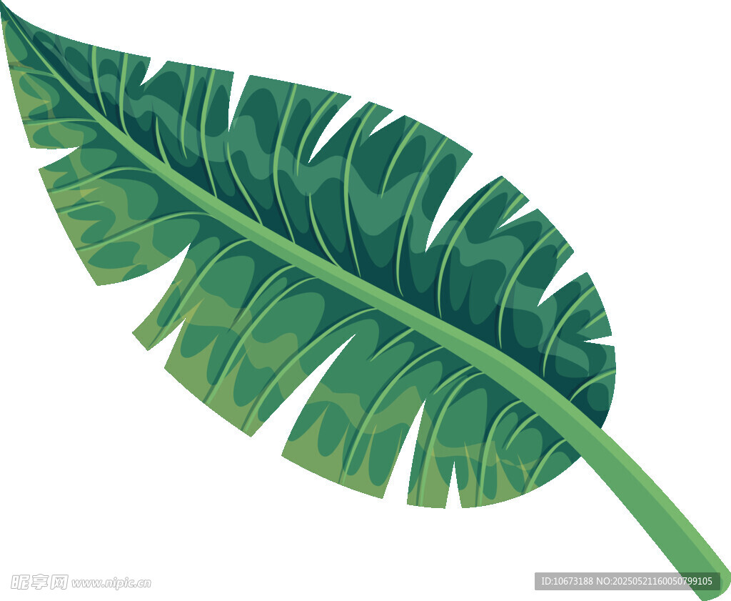 绿色芭蕉叶插画