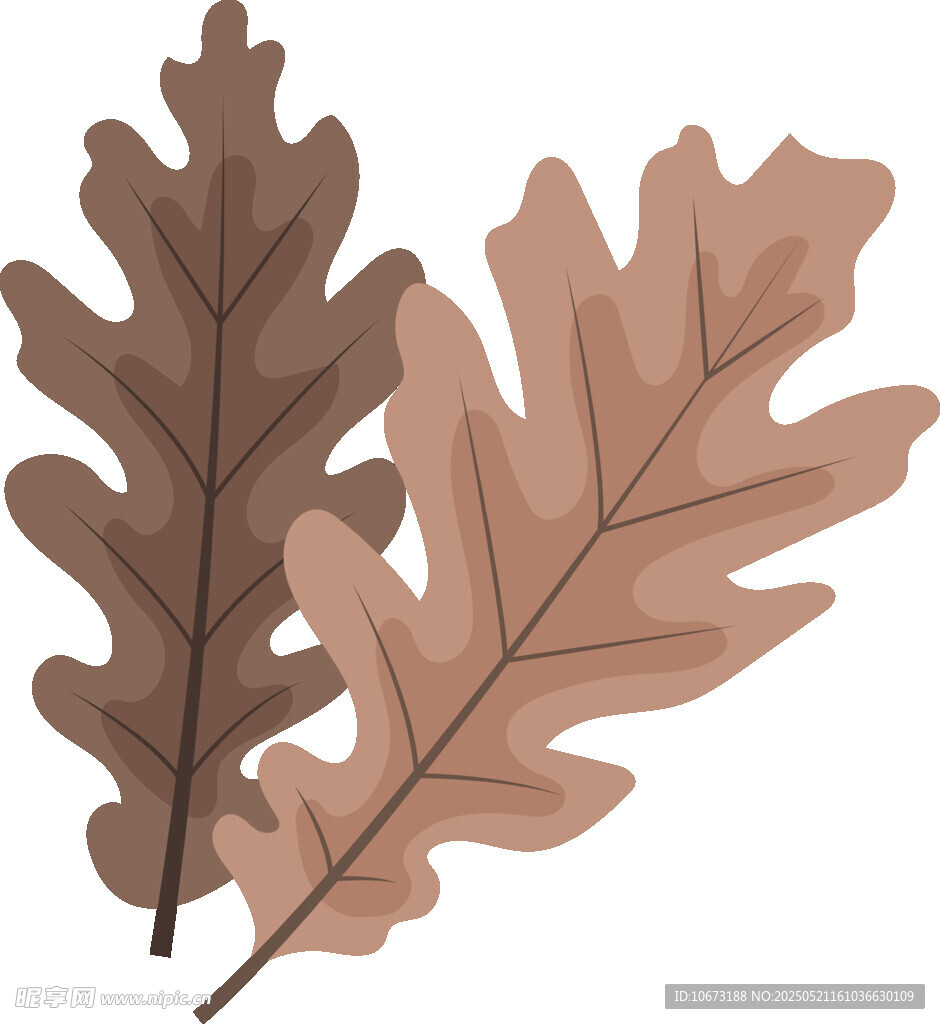 两片棕色橡树叶插画