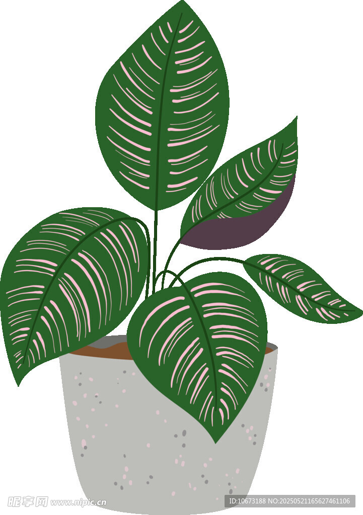 盆栽绿植 清新叶片装饰