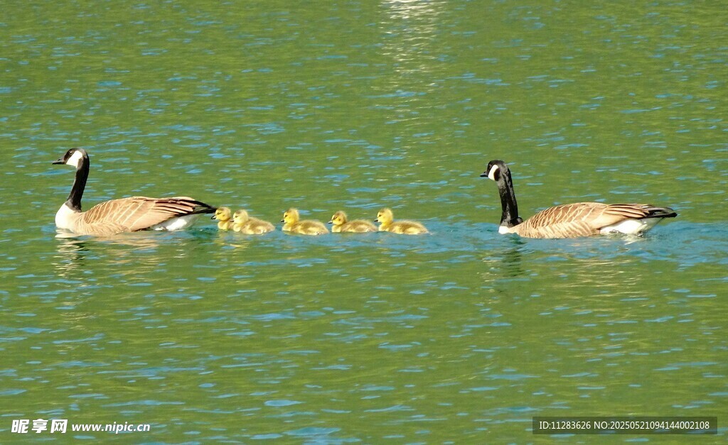 鹅群水中游