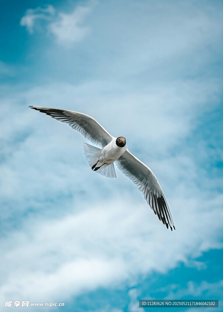 蓝天中翱翔的海鸥
