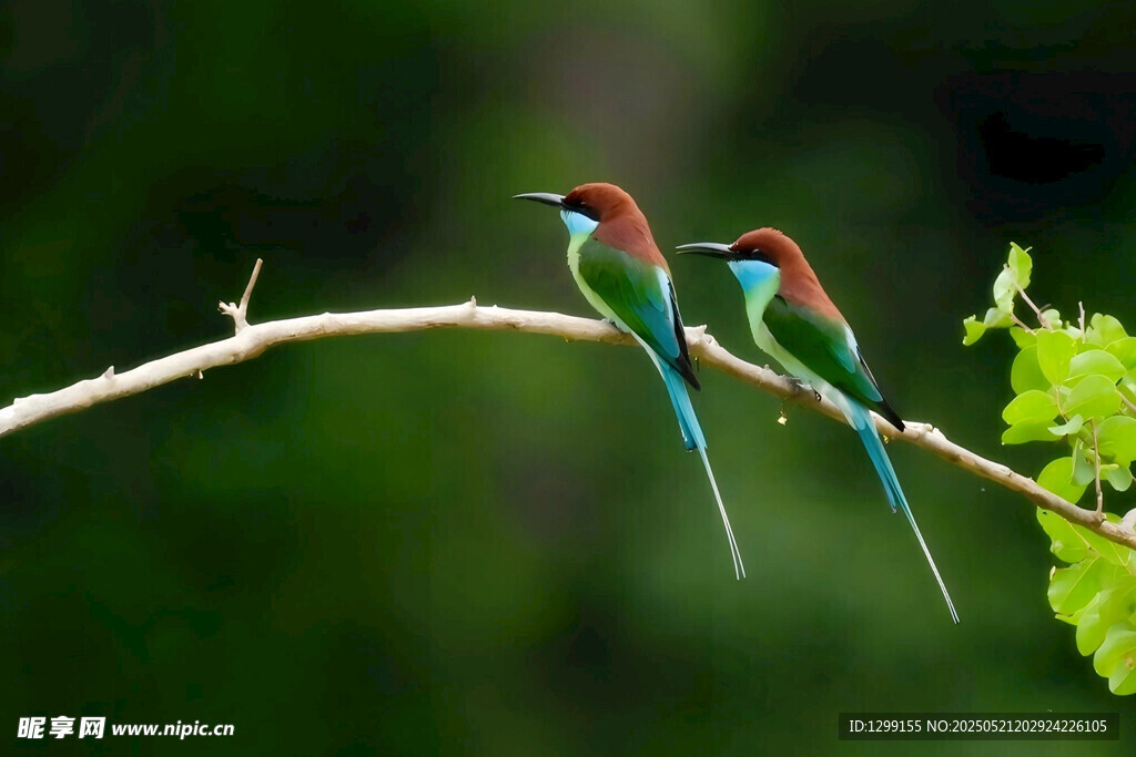 蓝喉蜂虎栖于枝头