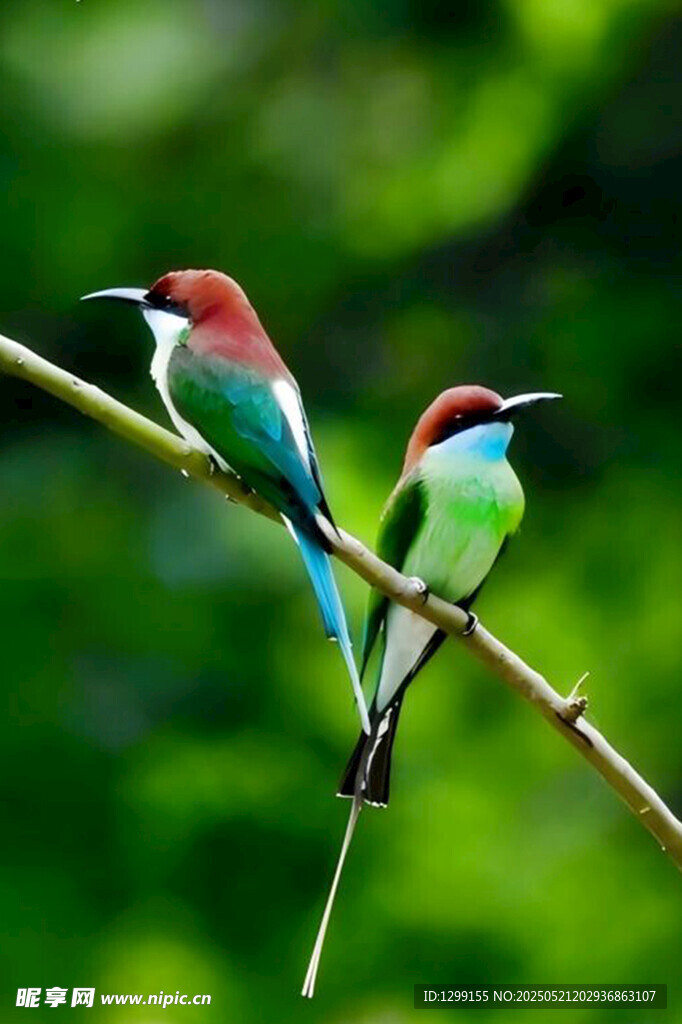 双蓝喉蜂虎栖于枝头