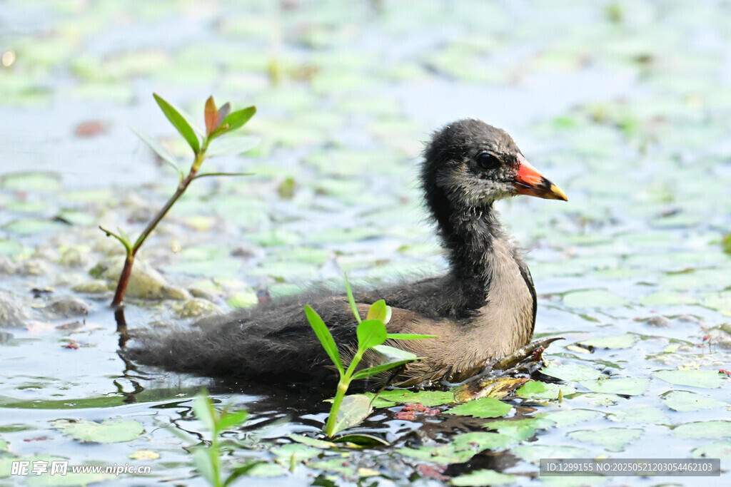 水中黑水鸡的灵动瞬间