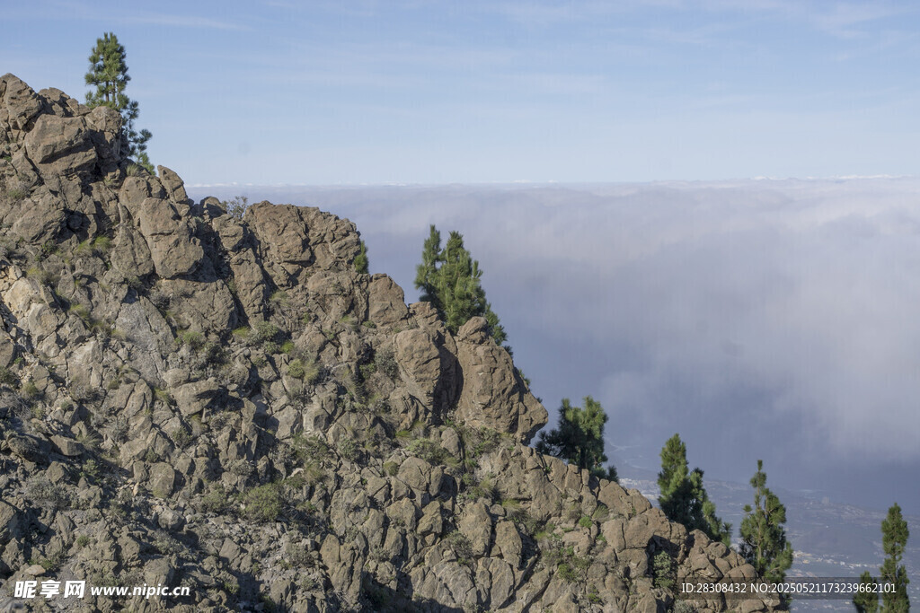 高山云海间的挺拔树木