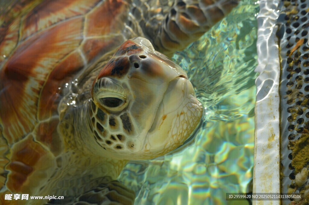 水箱中的海龟特写