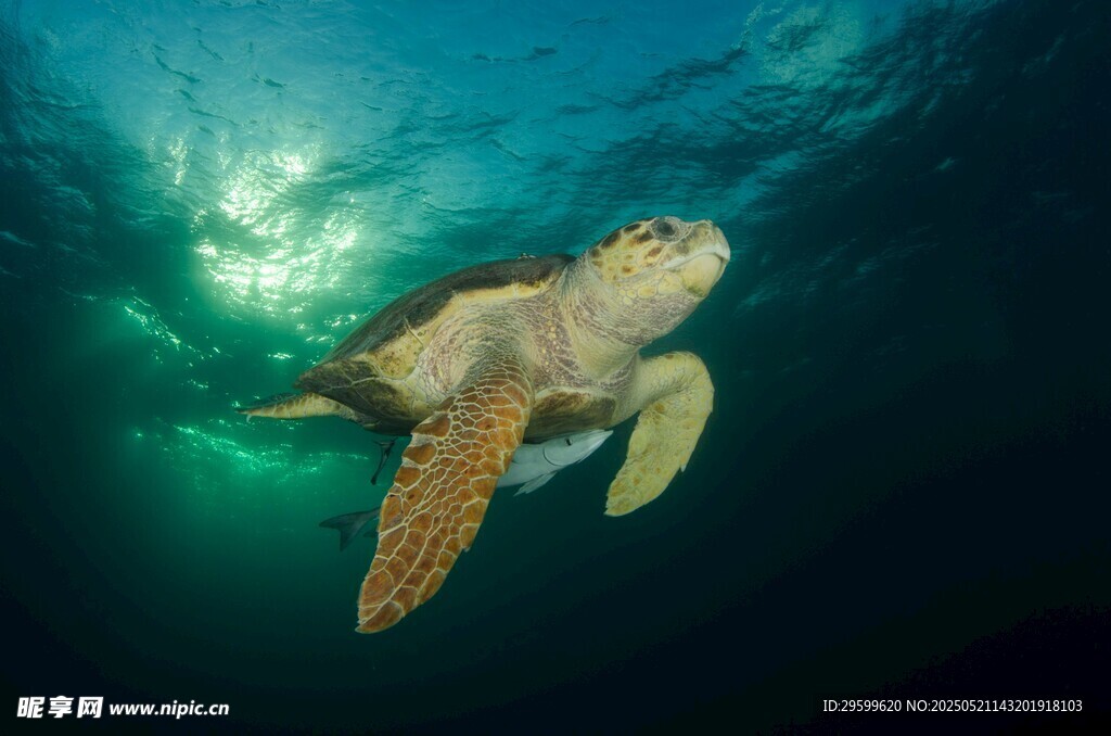深海中优雅游动的绿海龟