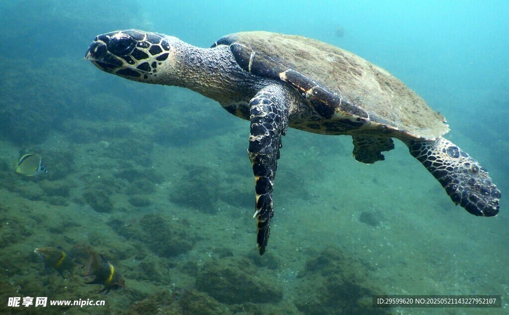 海中遨游的绿海龟
