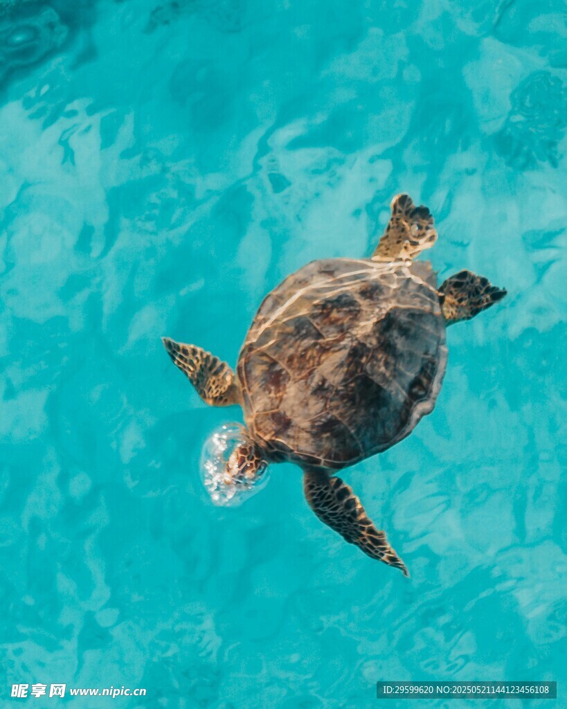 蓝水中的海龟