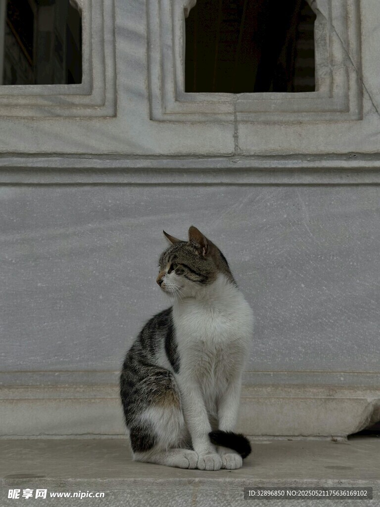 窗边独坐的可爱猫咪