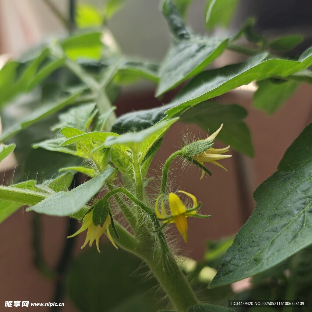 番茄植株上的娇嫩黄色小花