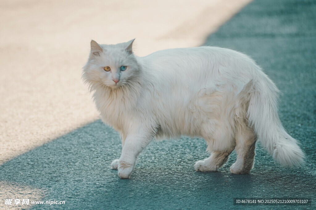 漫步的白毛猫咪