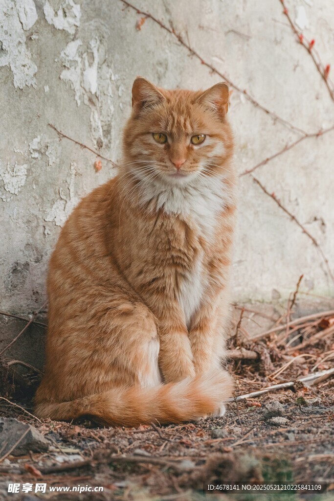 橘猫静坐墙边