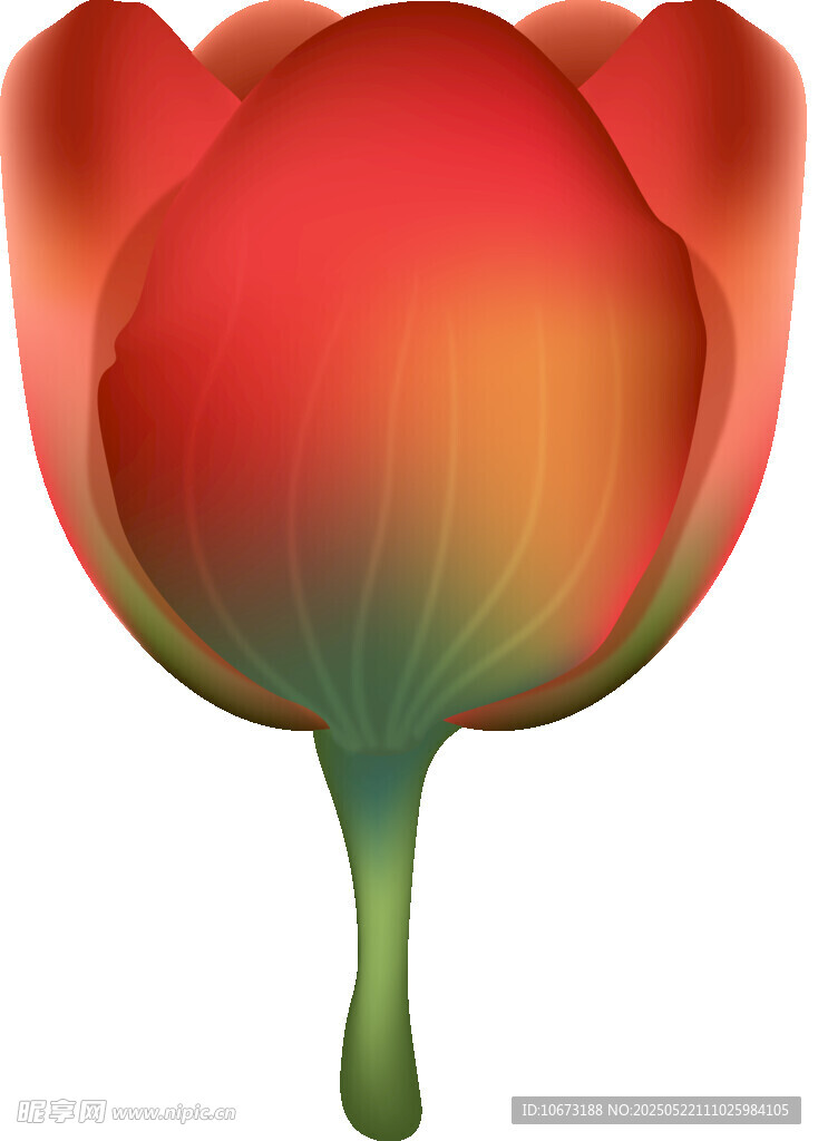 渐变色彩郁金香花朵