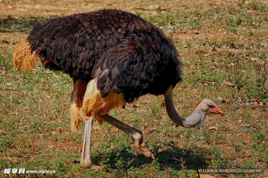 草原上行走的鸵鸟