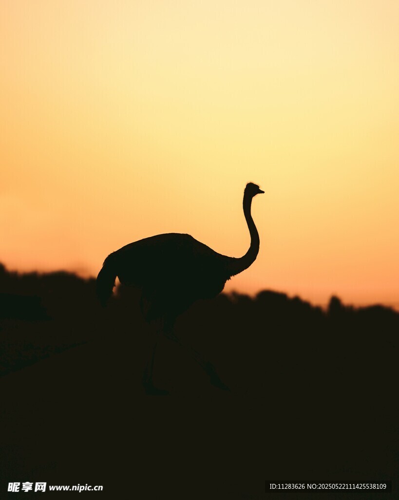 夕阳下的鸵鸟剪影