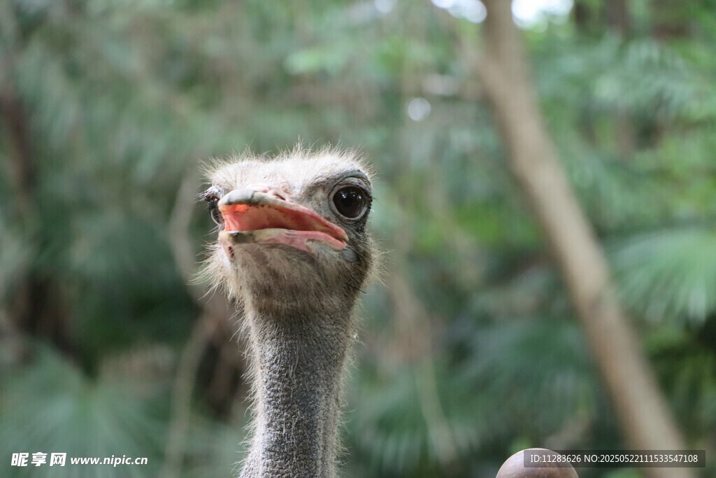 呆萌鸵鸟特写