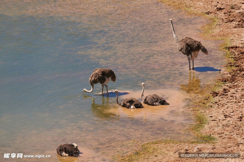 水边鸵鸟与小动物的场景