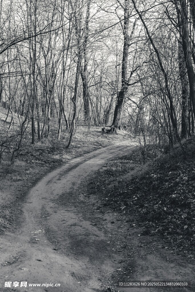 林间蜿蜒小路黑白风景