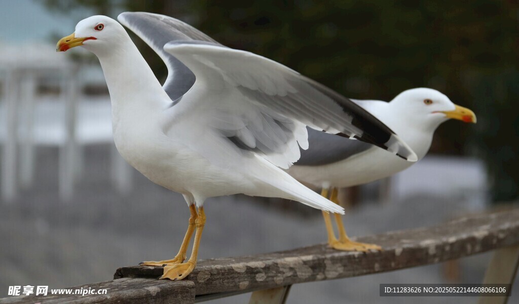 两只海鸥立于栏杆