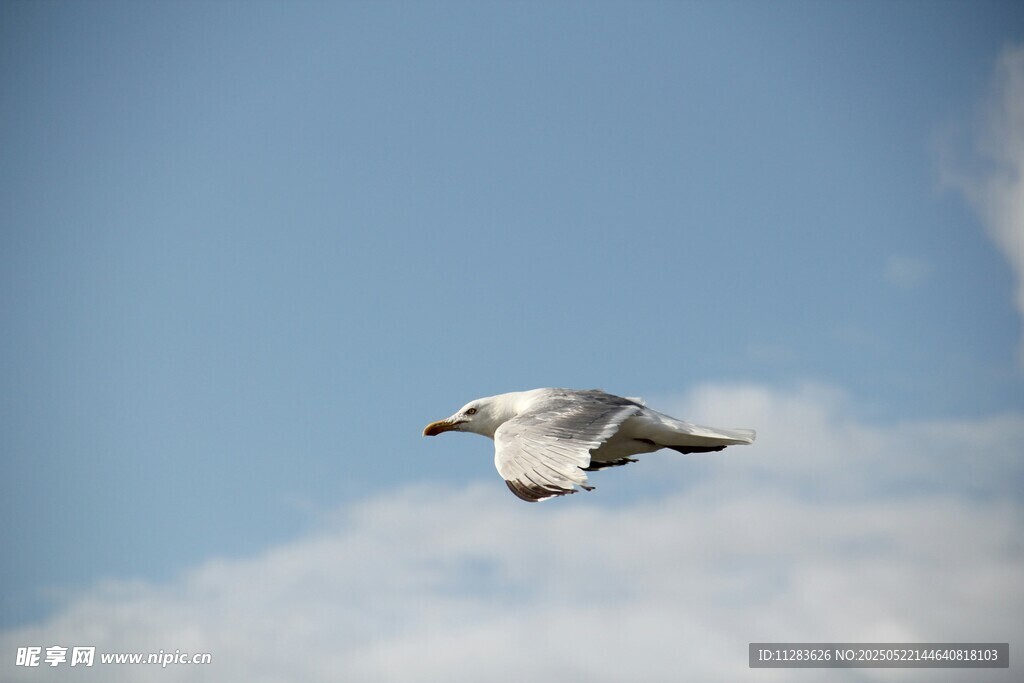 蓝天中翱翔的海鸥