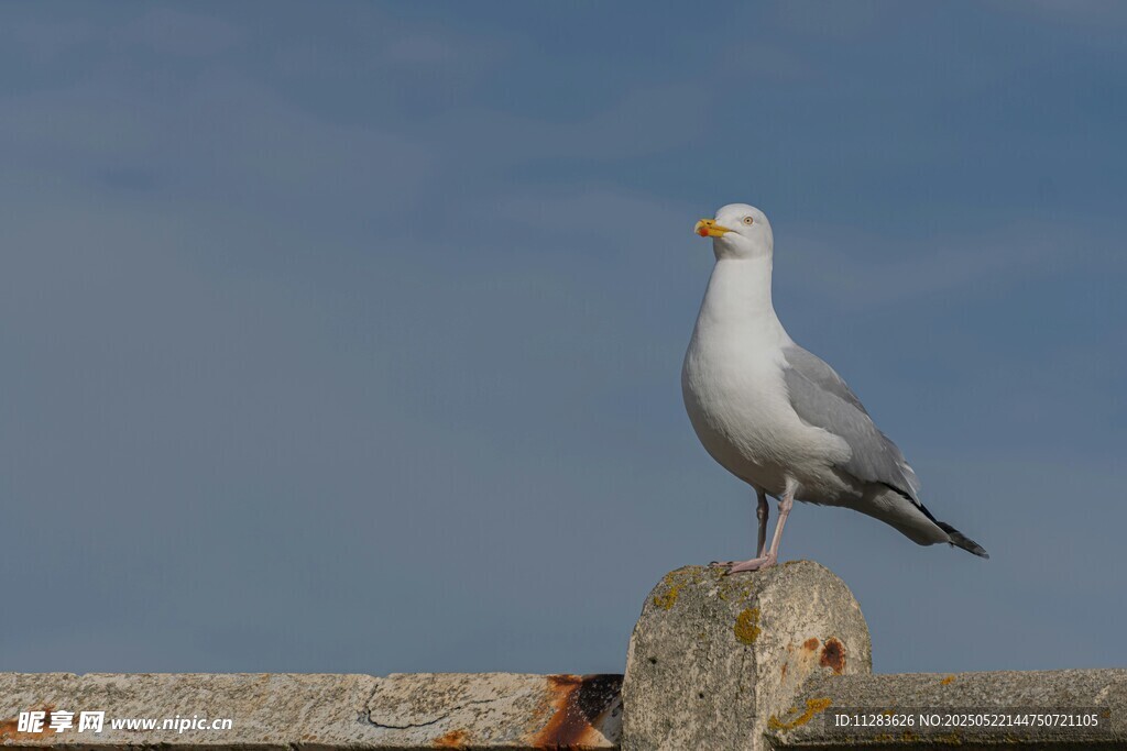 海鸥立于栏杆上