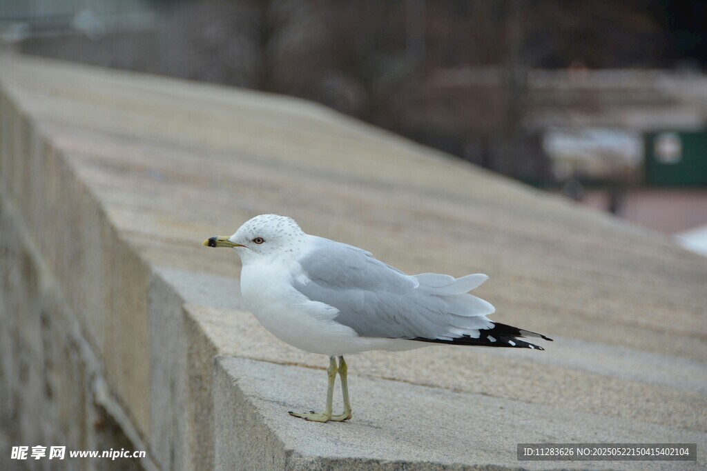 海鸥立于石栏