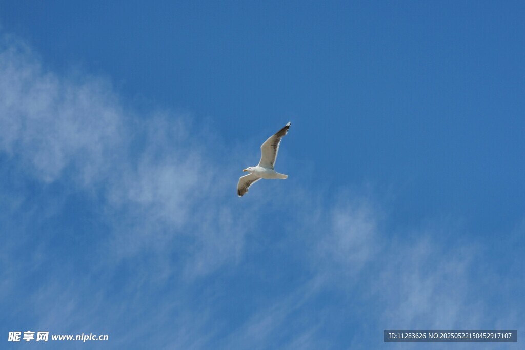 蓝天中翱翔的飞鸟