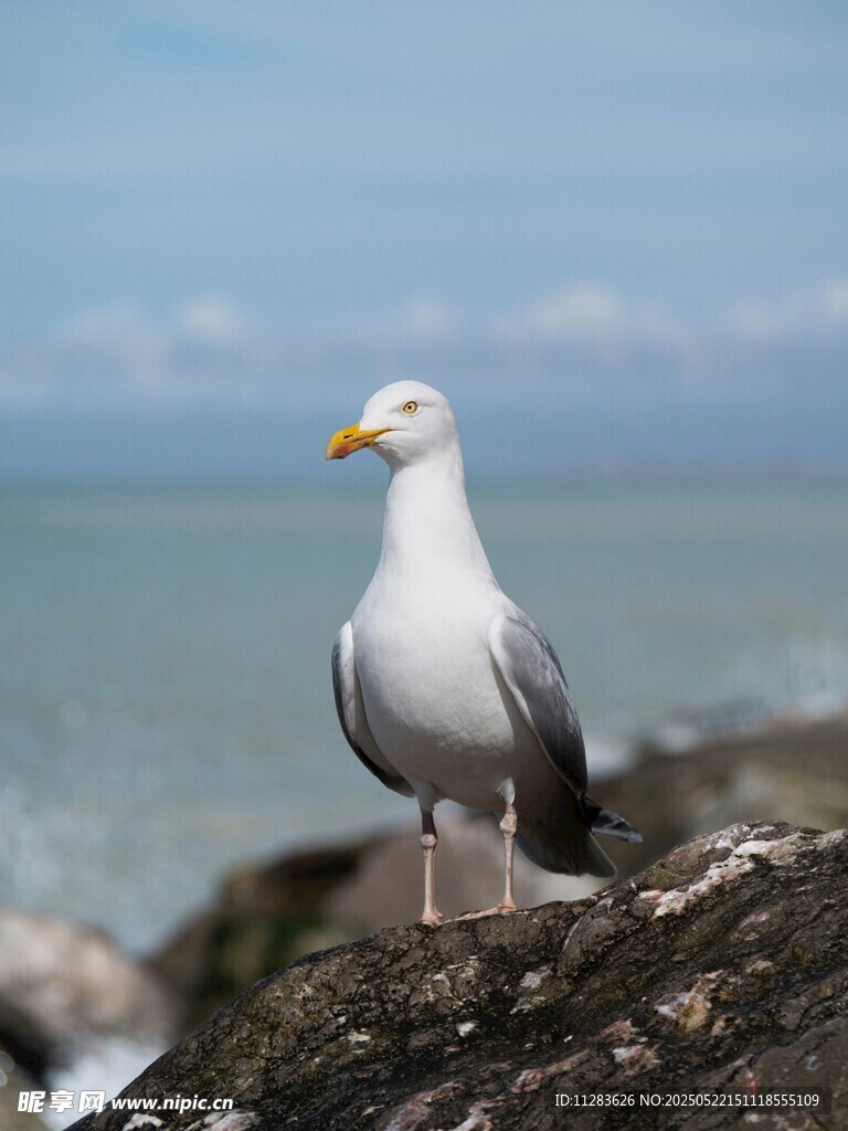 岩石上的海鸥