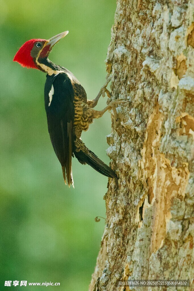 红冠啄木鸟栖于树干