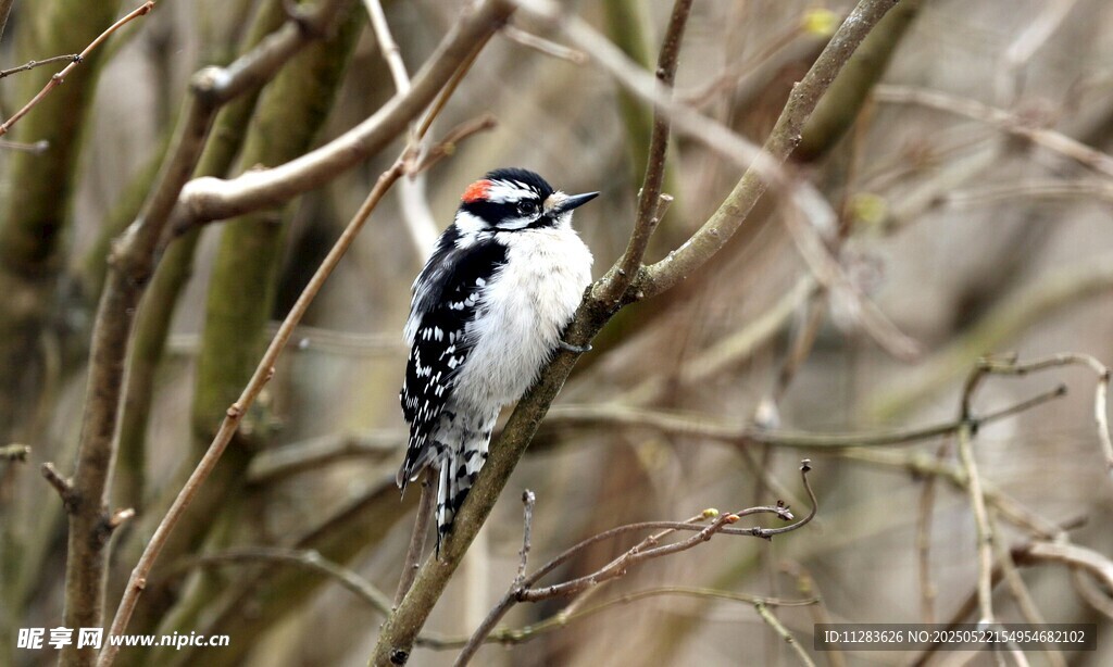 树枝上的啄木鸟