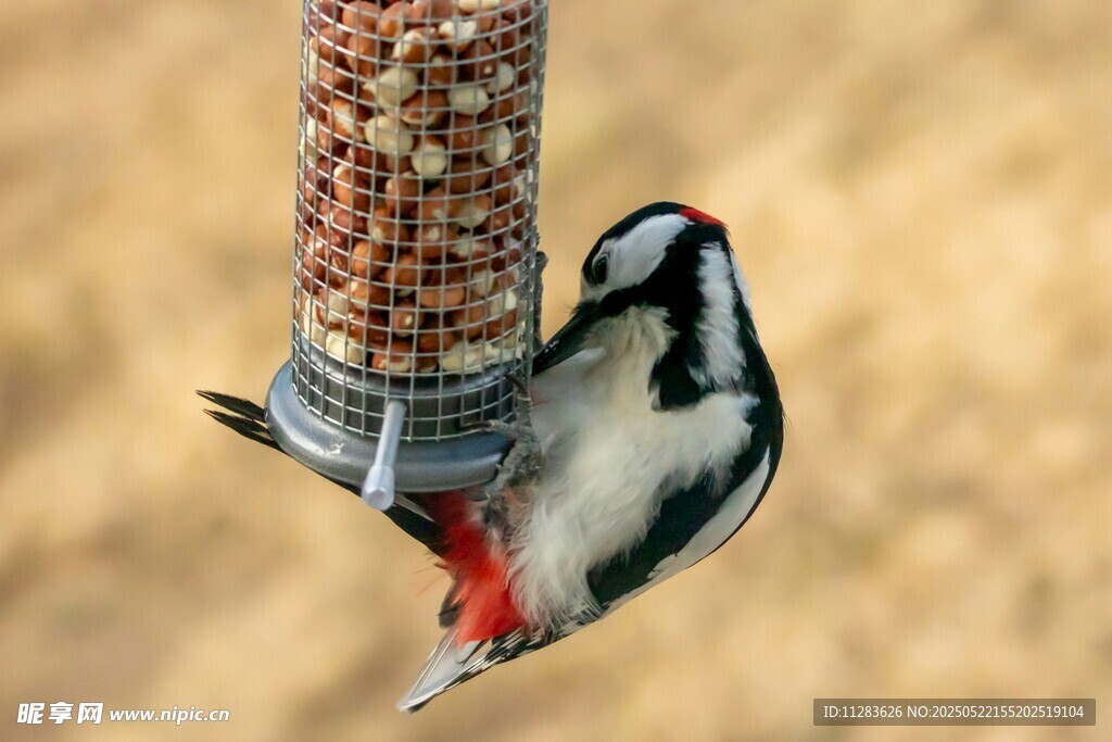 啄木鸟立于喂食器上