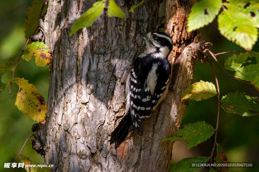 树干上的啄木鸟