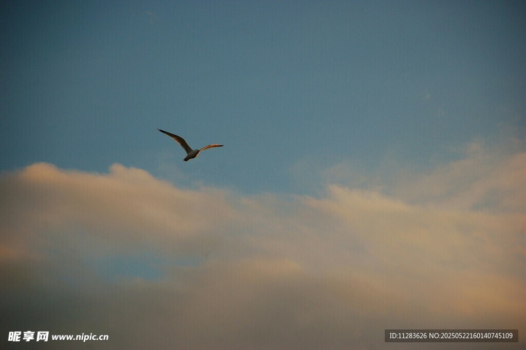 飞鸟翱翔于彩云蓝天间