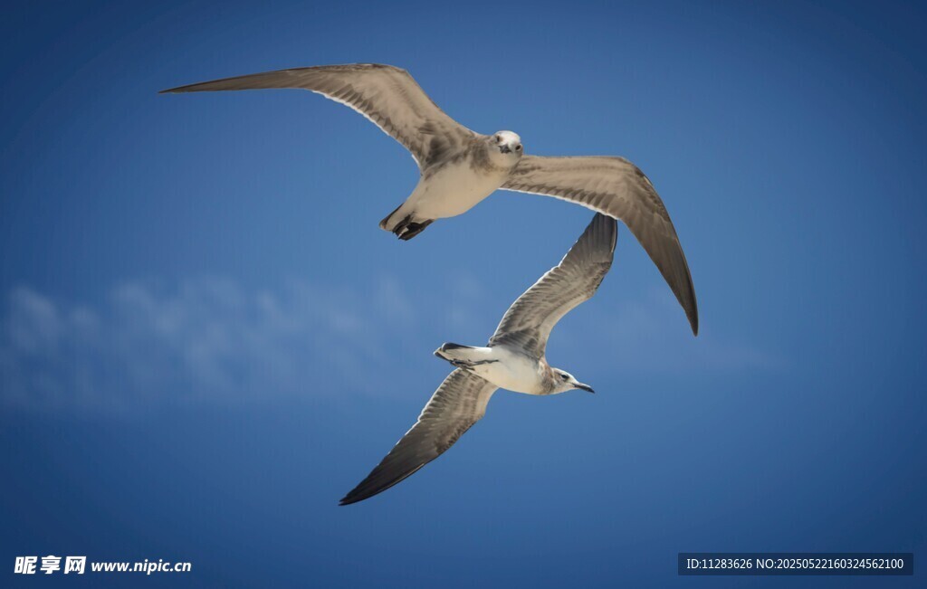 双鸥翱翔蓝天