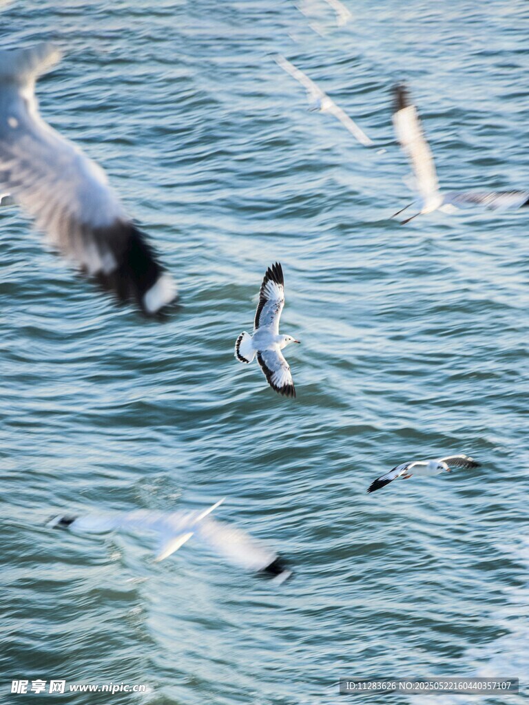 海面上飞翔的灵动海鸥