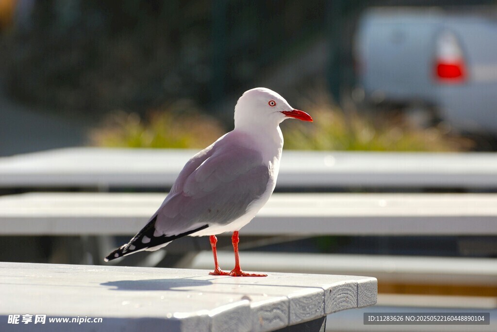 站在平台上的灰羽红嘴海鸥