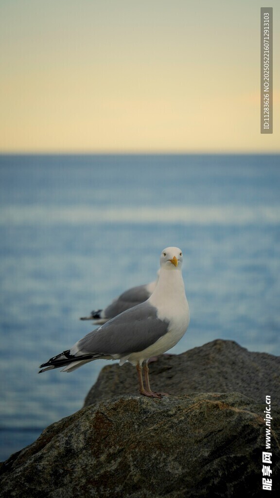 岩石上的海鸥