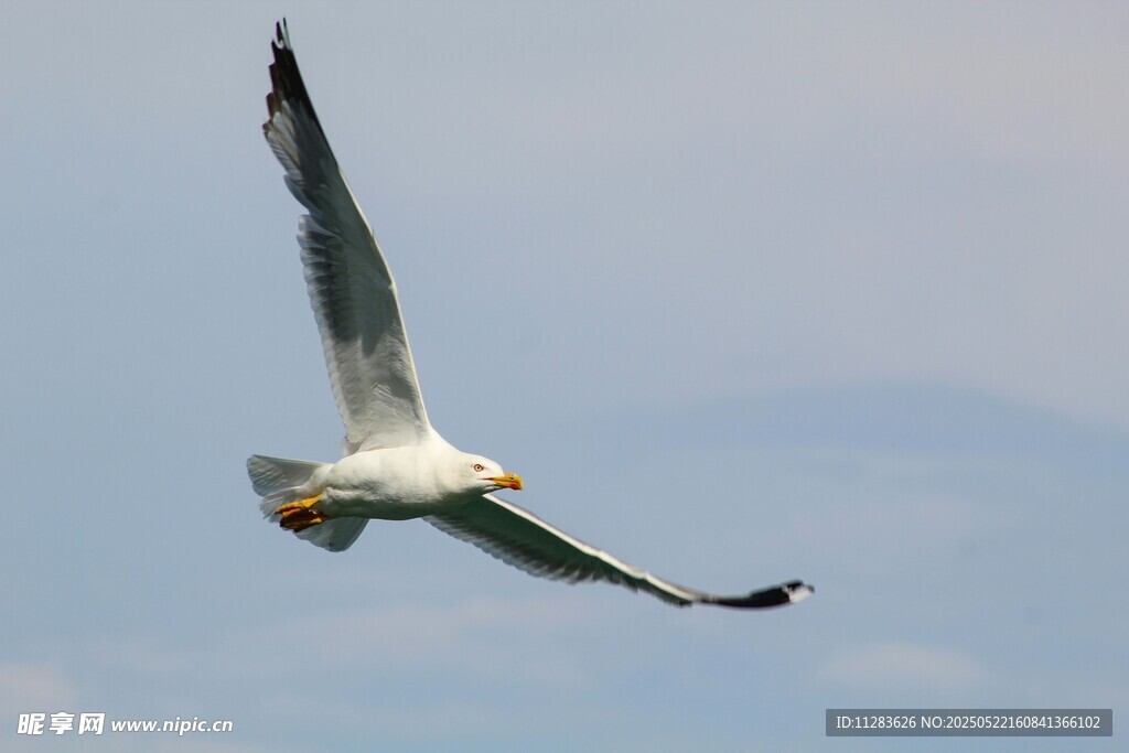翱翔天际的海鸥
