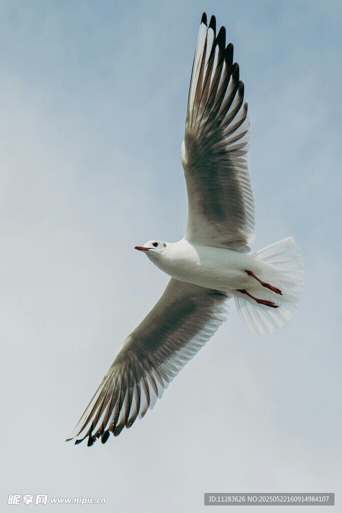 翱翔天际的海鸥