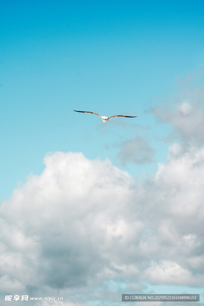 蓝天中翱翔的洁白飞鸟
