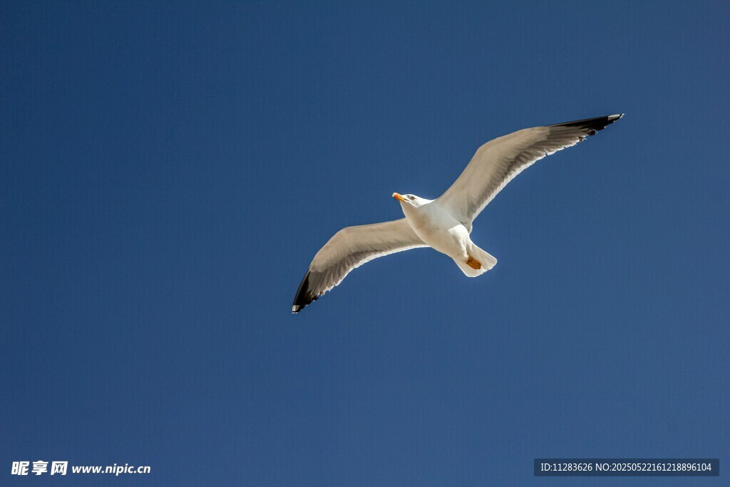 蓝天中翱翔的海鸥